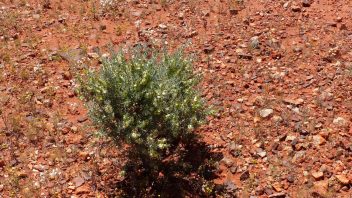 Henbury Meteorites Conservation Reserve, Ghan, NT