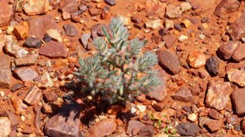 Henbury Meteorites Conservation Reserve, Ghan, NT