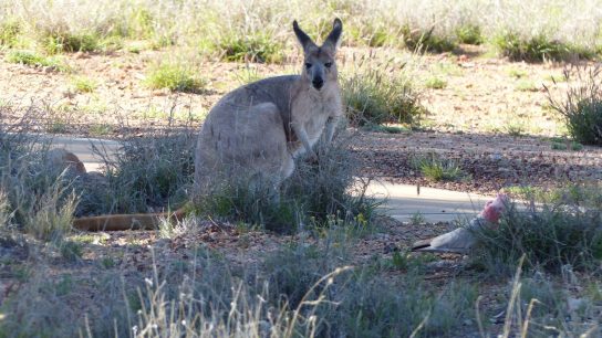 Alice Springs, Northern Territory