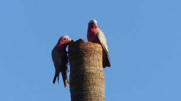 Ti Tree, Northern Territory