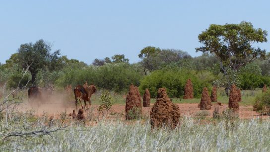 Tennant Creek, Northern Territory