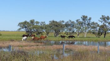 Tambo, QLD