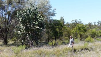 Tambo, QLD