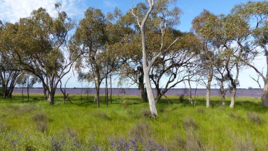 Nyngan, NSW