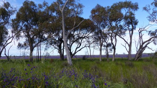 Nyngan, NSW