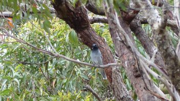 booderee-jervis-bay-black-faced-cuckoo-shrike