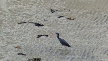 booderee-jervis-bay-eastern-reef-egret