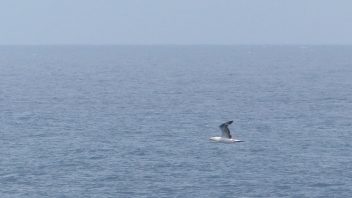 booderee-jervis-bay-gannet