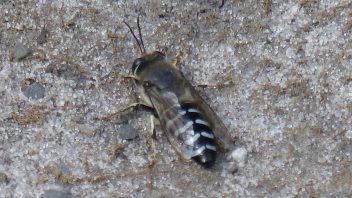 booderee-jervis-bay-insect-bug