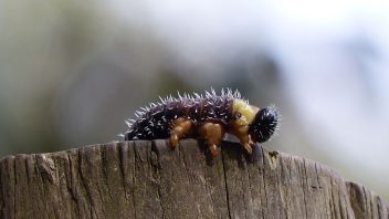 booderee-jervis-bay-insect-bug