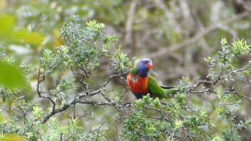 booderee-jervis-bay-rainbow-lorikeet