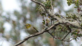 booderee-jervis-bay-silvereye