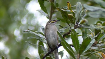 booderee-jervis-bay-singing-honeyeater