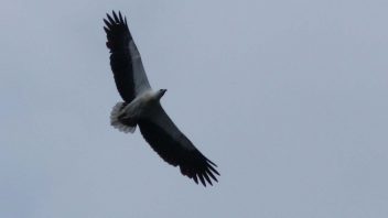 booderee-jervis-bay-white-bellied-sea-eagle