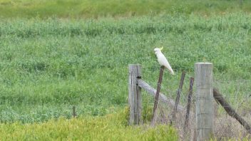 Dundullimal-Homestead-Dubbo-NSW