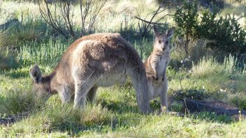 kosciuszko-national-park-nsw-blue-waterholes-campground