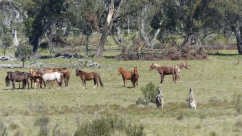 kosciuszko-national-park-nsw-blue-waterholes-trail