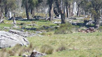 kosciuszko-national-park-nsw-blue-waterholes-trail