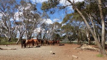 kosciuszko-national-park-nsw-long-plain-road