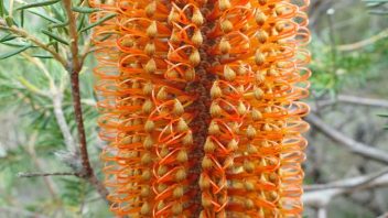 Banksia, Blue Mountains, NSW