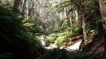 Blue Mountains, NSW