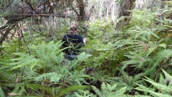 NSW-Morton-National-Park-Fern-Glen-Walk