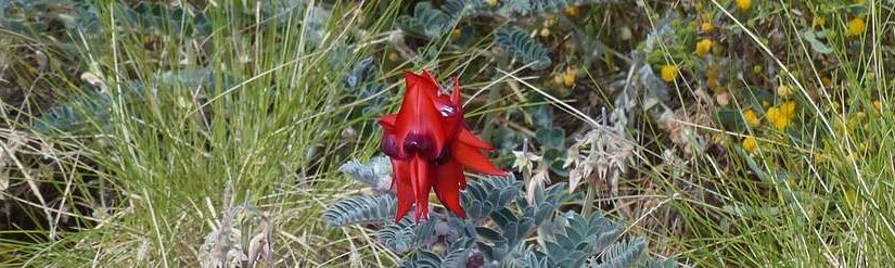 Les Pois du désert (Sturt’s desert pea)