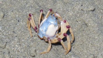 Crab-P1040042