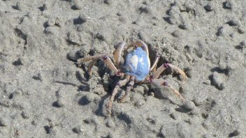 Crab-P1040059