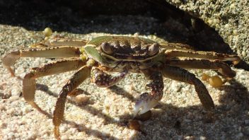 Crab-P4200104