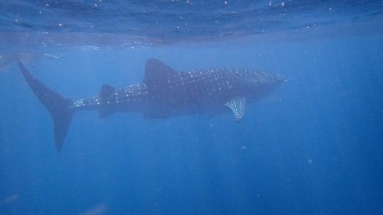 Whale-Shark-0-Ningaloo-Marine-Park-WA