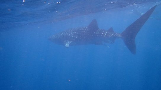 Whale-Shark-2-Ningaloo-Marine-Park-WA