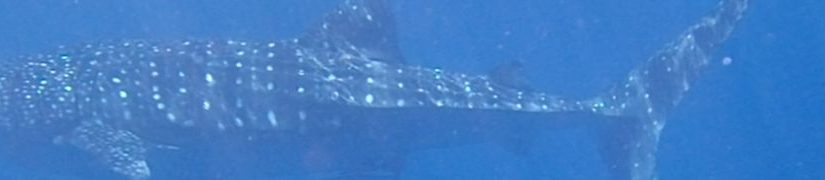 whale shark-exmouth-wa