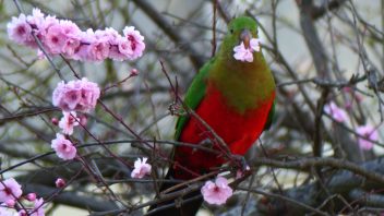 photo-gallery-birds