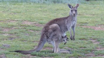 photo-gallery-marsupial