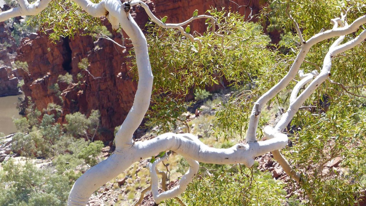 Ghost gum