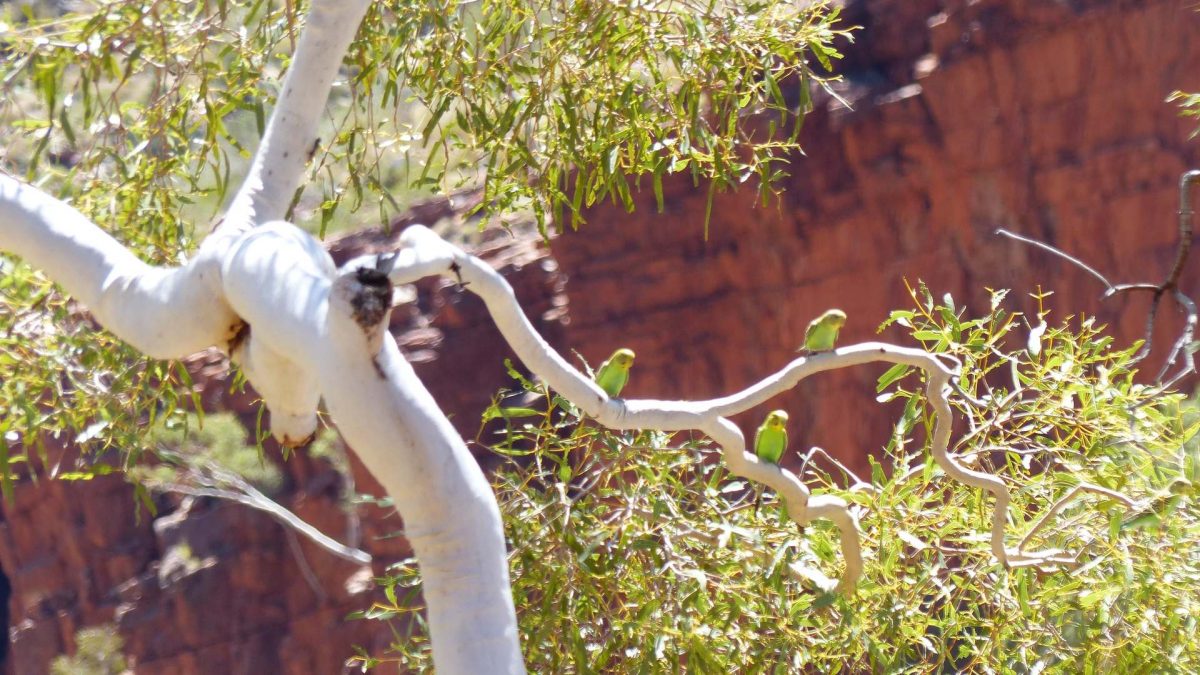 Budgerigar