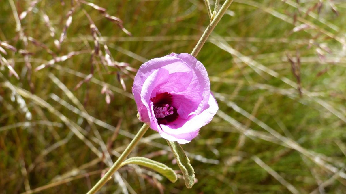 Fleur de coton natif