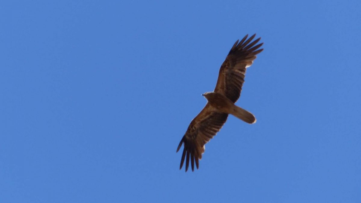 Whistling Kite