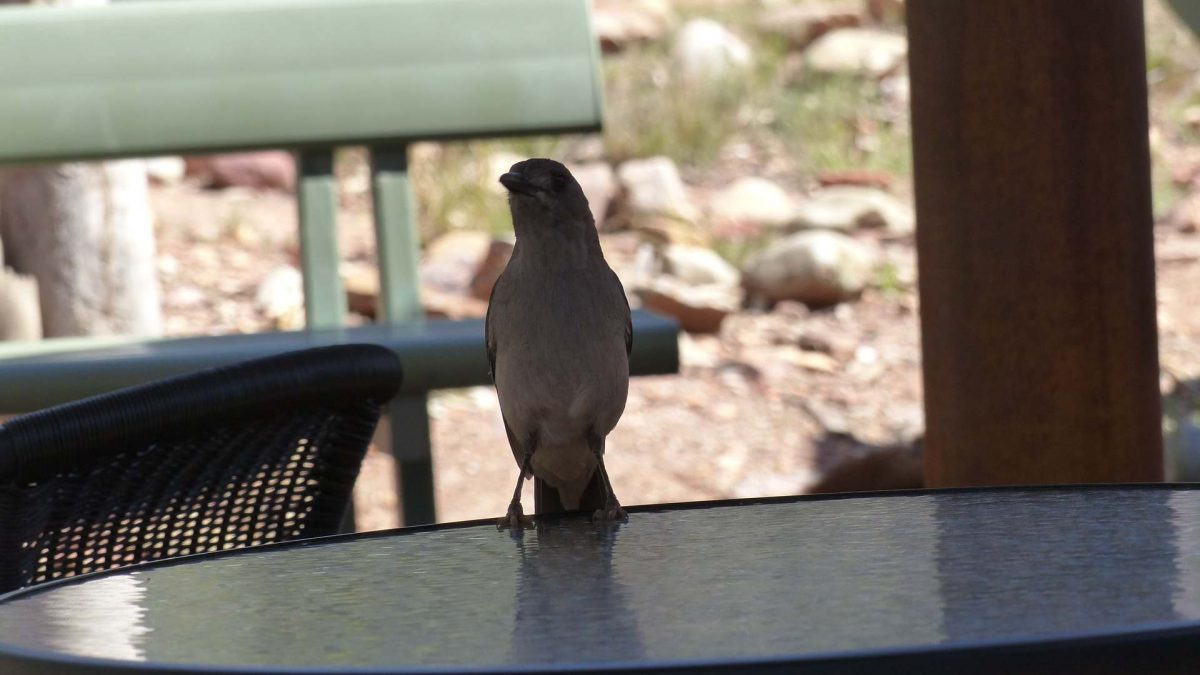 Grey-Shrike Thrush